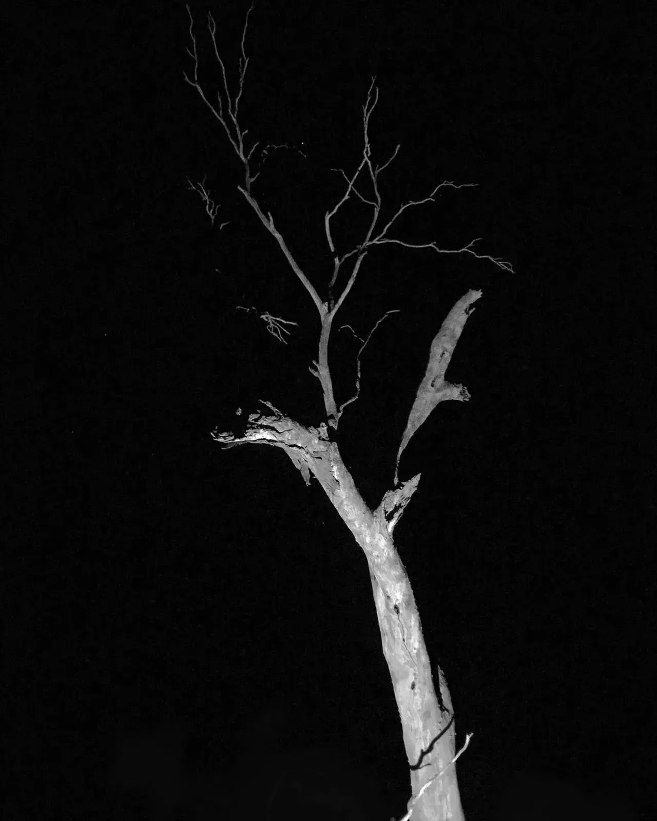 Image 35 - Dead of Night