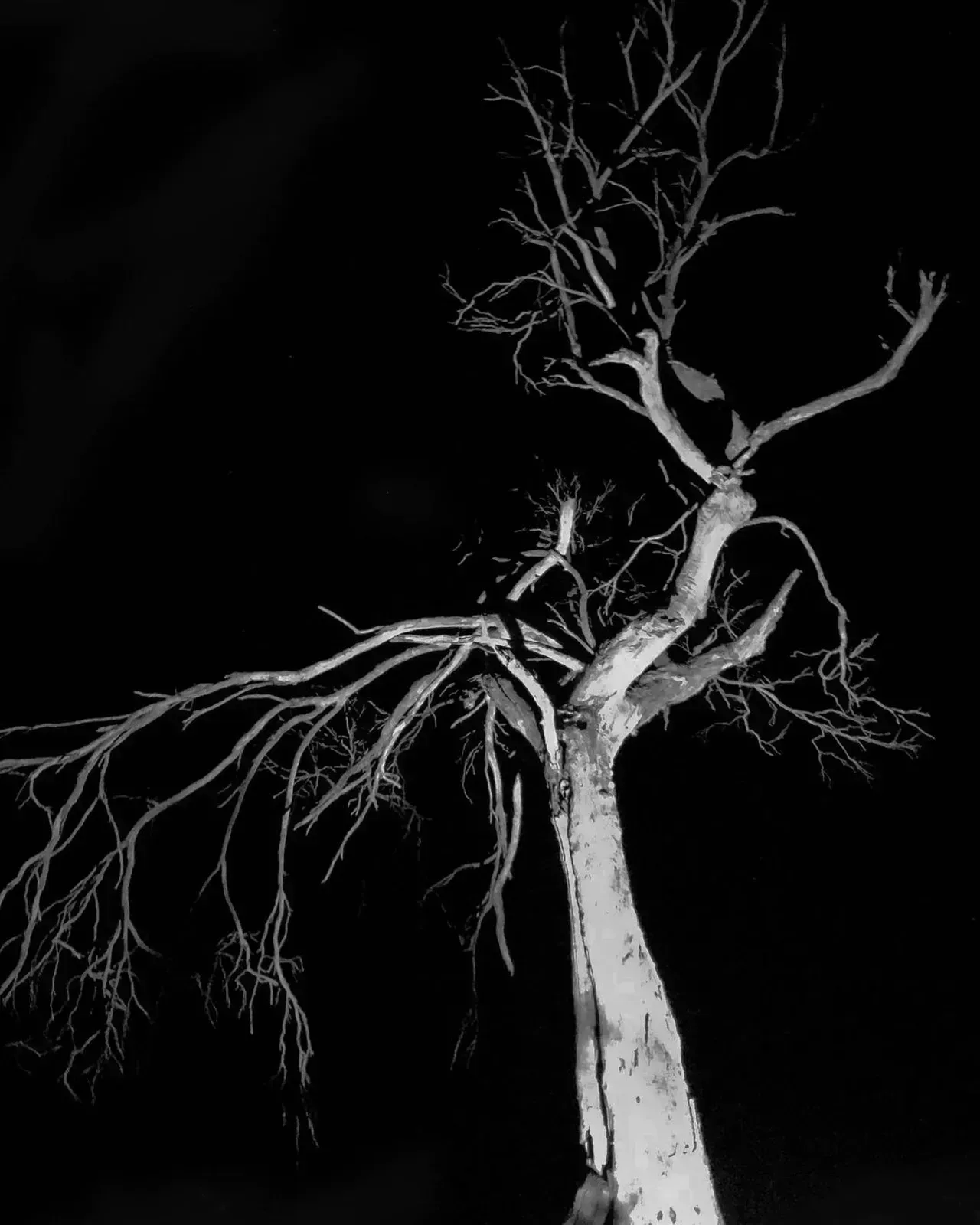 Image 36 - Dead of Night