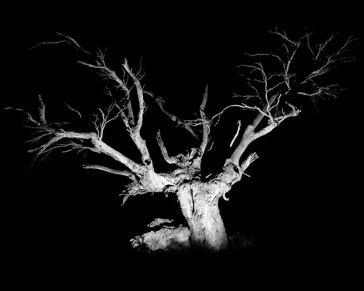 Image 4 - Dead of Night