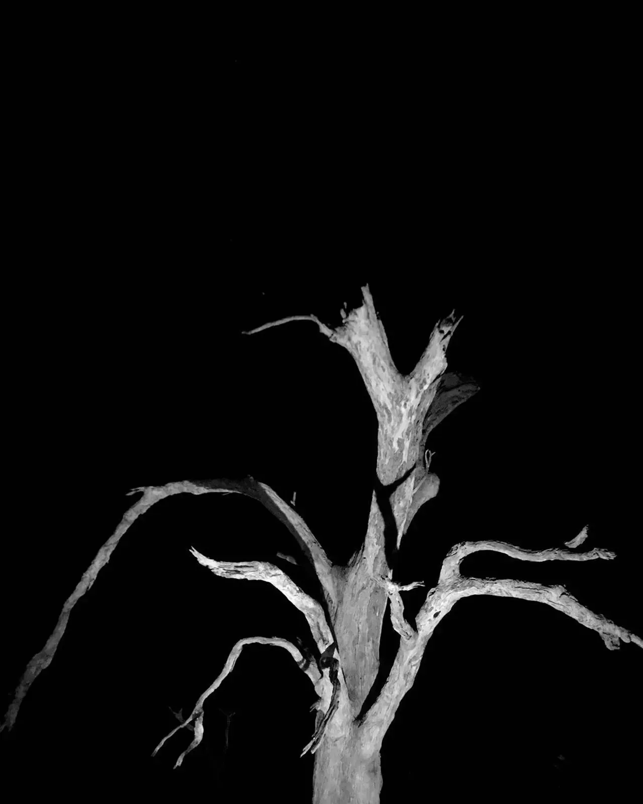 Image 47 - Dead of Night