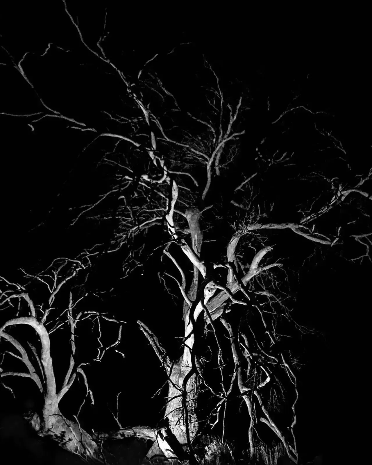 Image 48 - Dead of Night