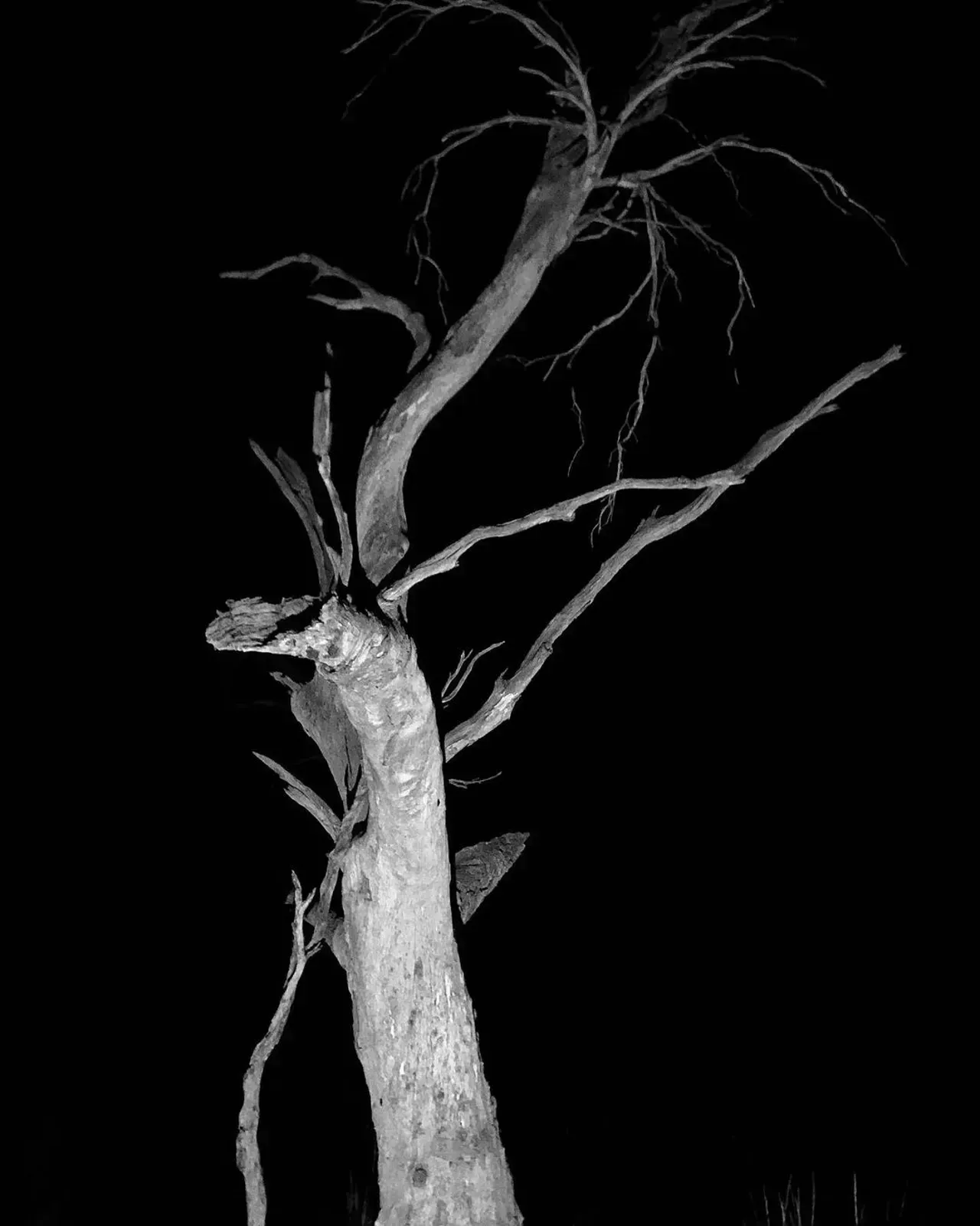 Image 49 - Dead of Night