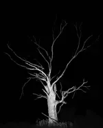 Image 5 - Dead of Night