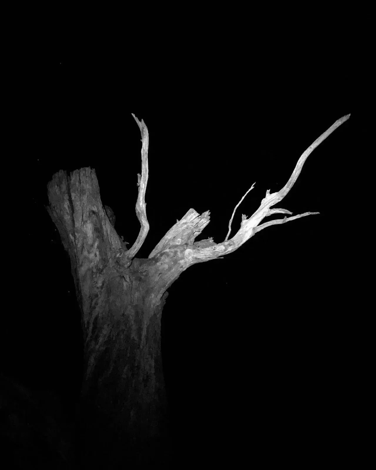 Image 54 - Dead of Night
