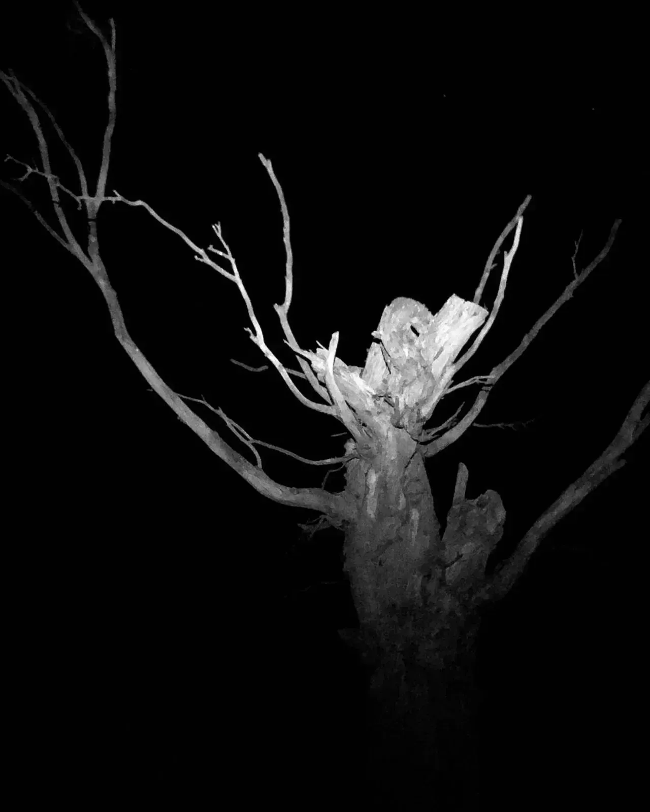 Image 57 - Dead of Night