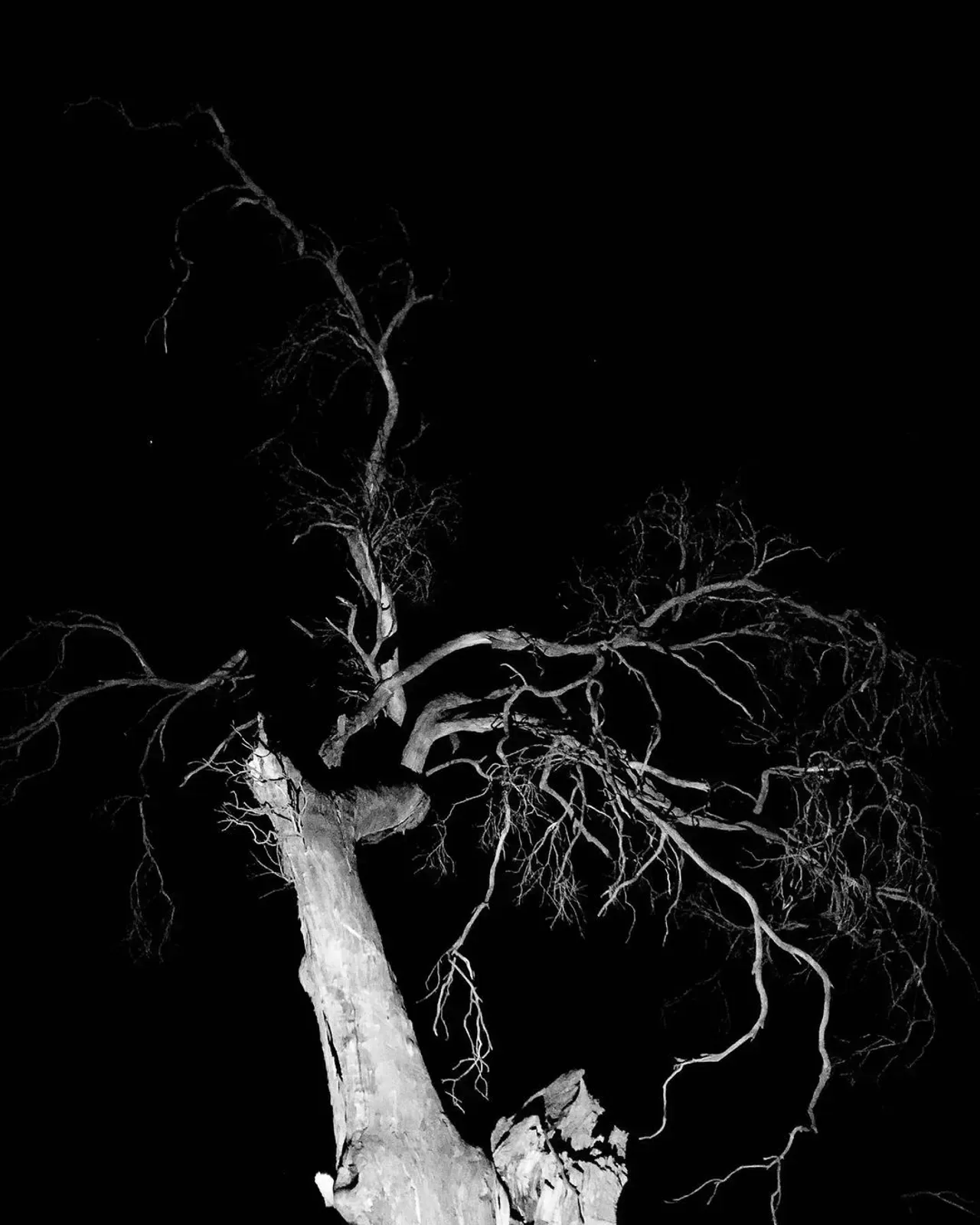 Image 6 - Dead of Night