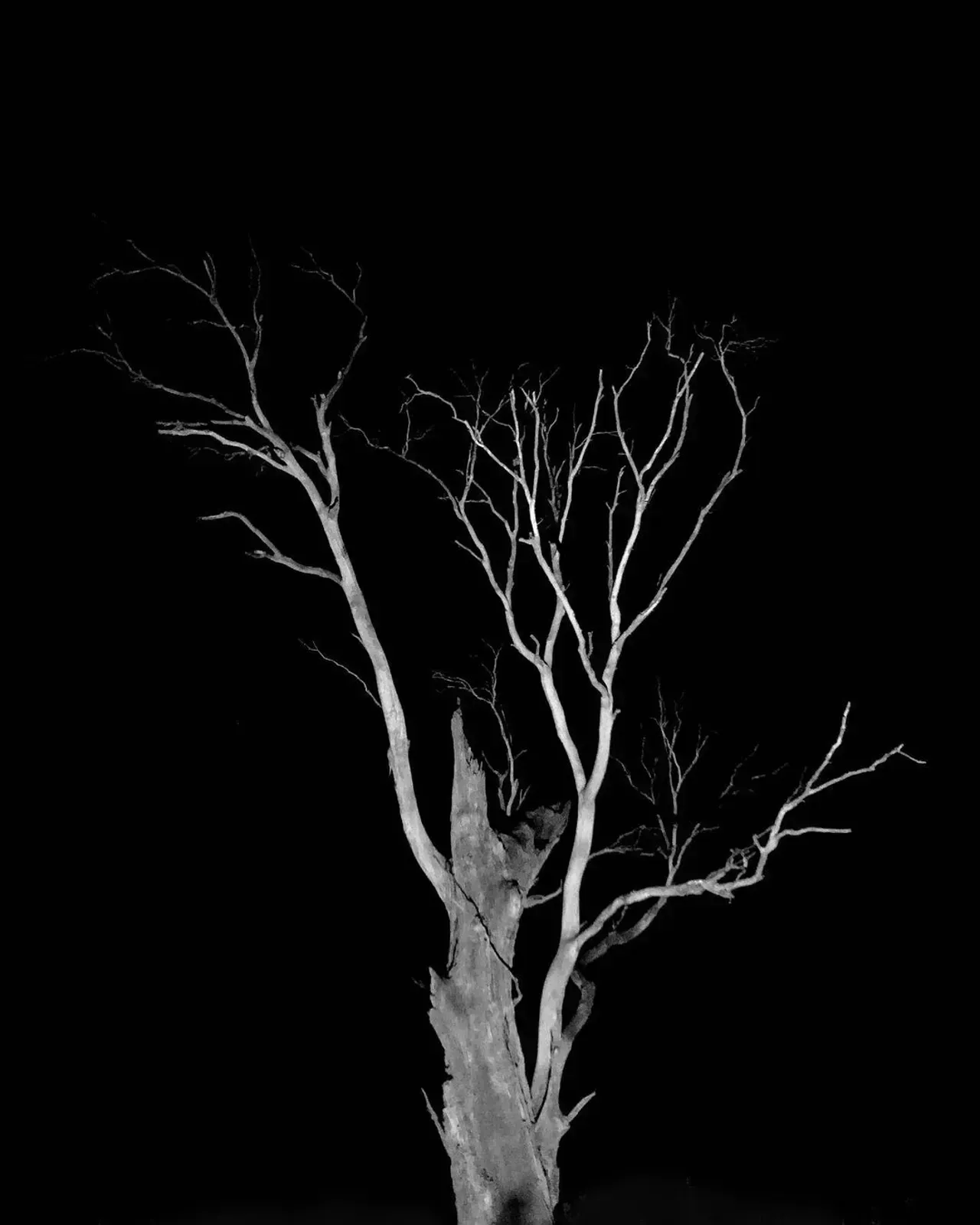 Image 60 - Dead of Night