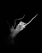 Image 7 - Dead of Night