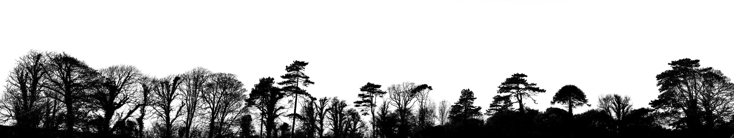 Long & Tall: 5