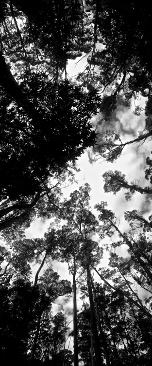 Long & Tall: 55