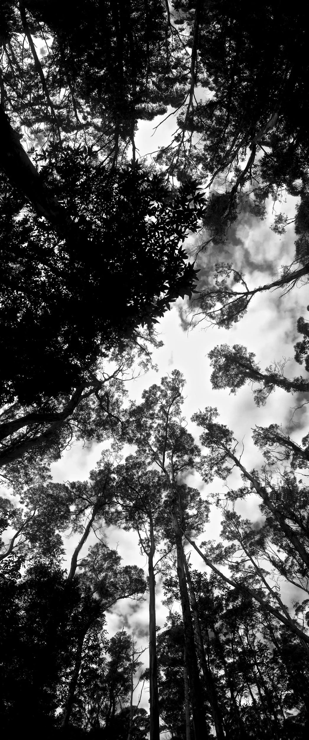 Long & Tall: 55