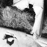 Image 1 - Plane Crash