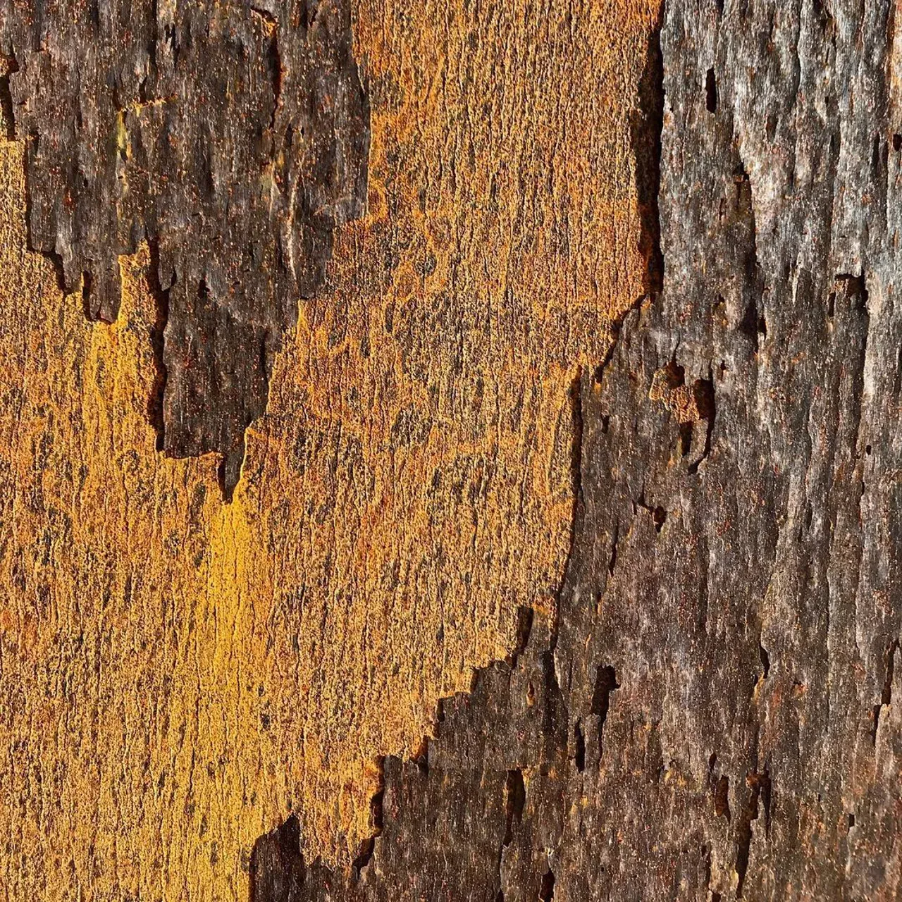 Image 46 - Rust