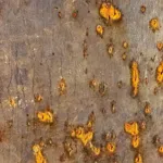 Image 51 - Rust