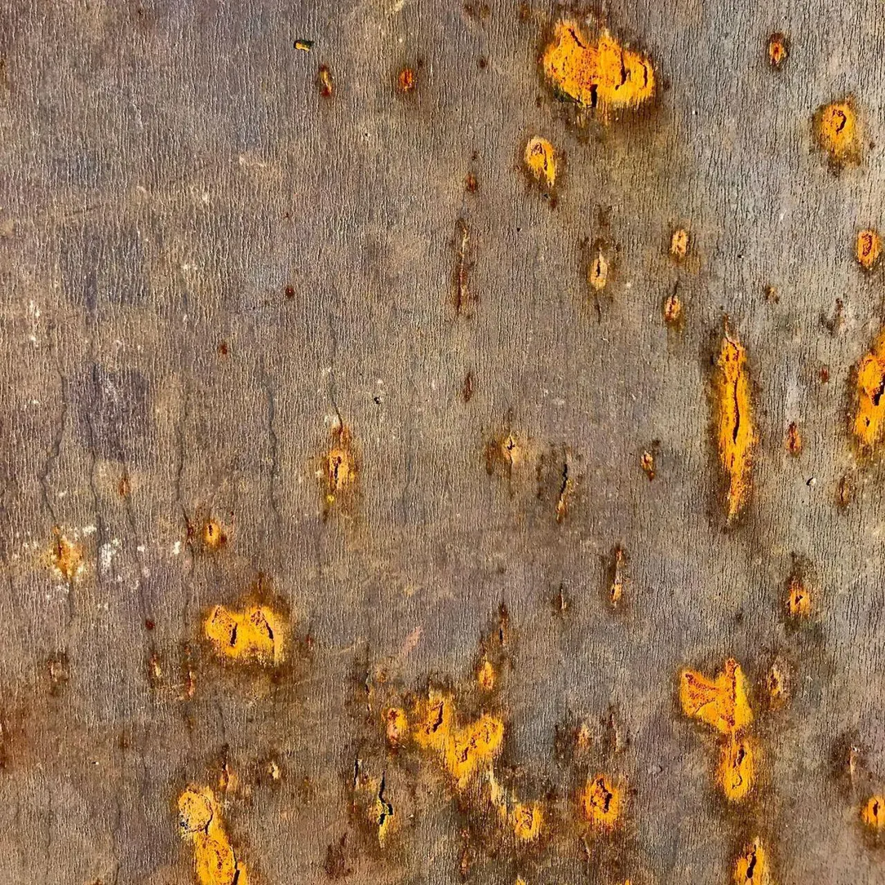 Image 51 - Rust