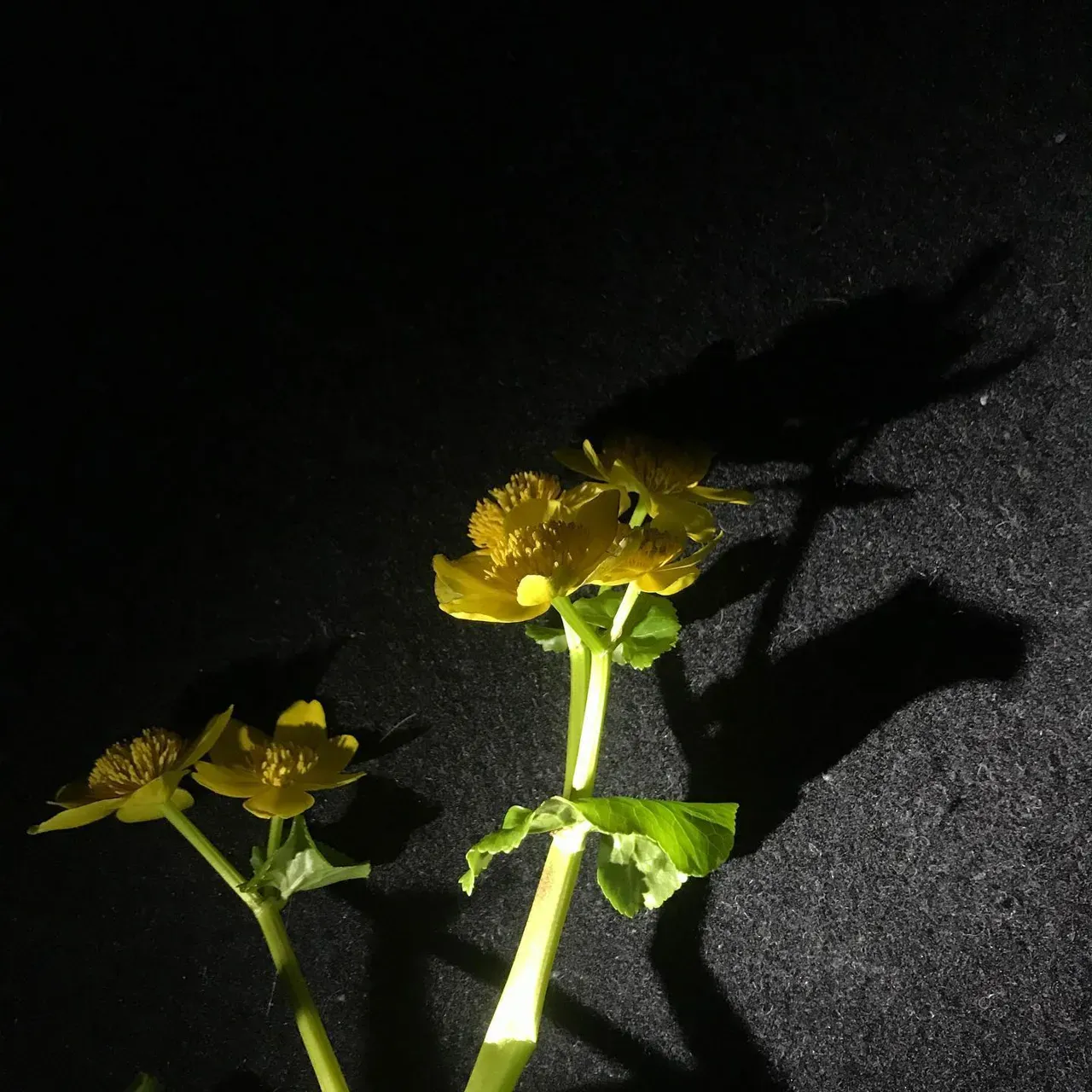 Image 0 - Spring