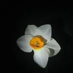 Image 11 - Spring