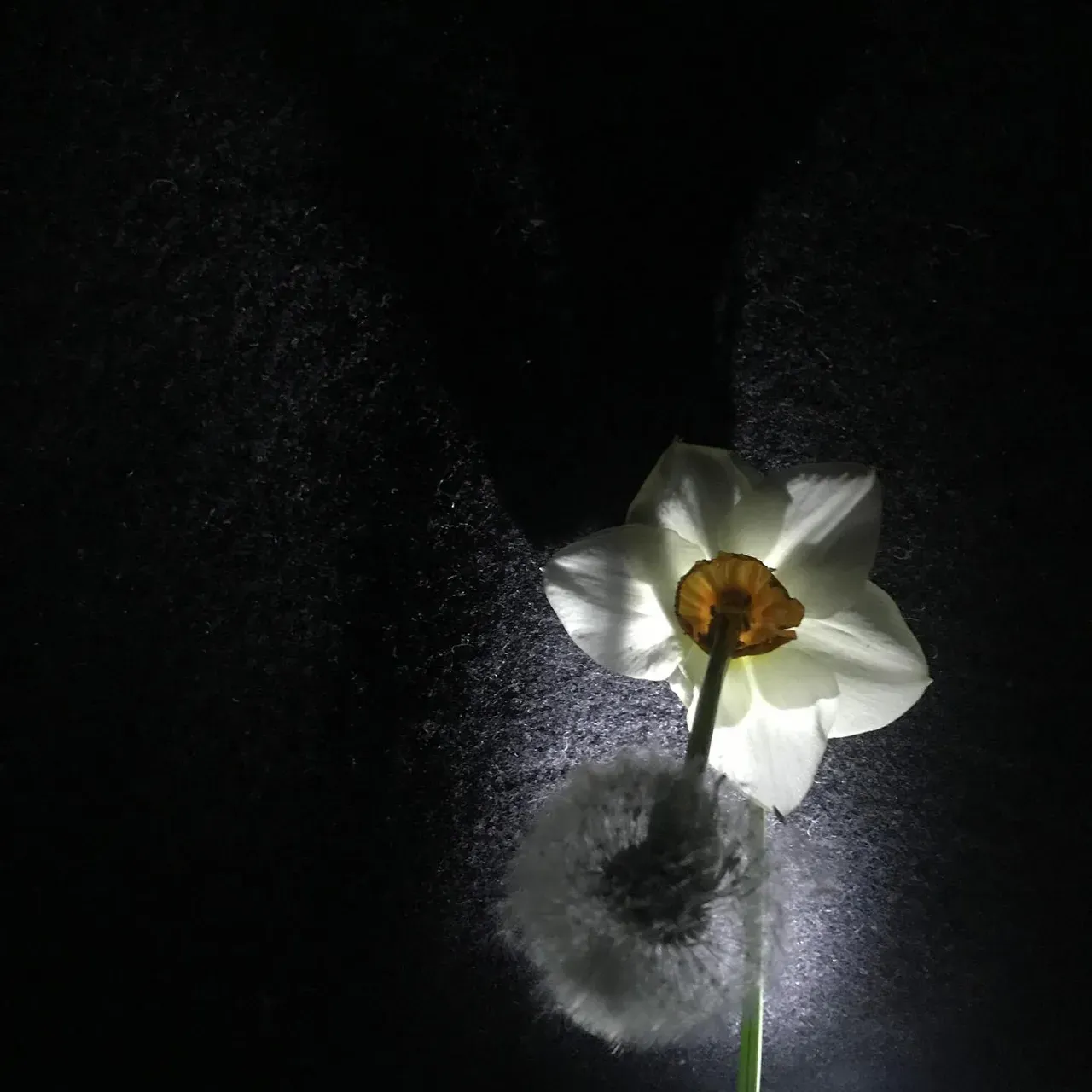 Image 15 - Spring