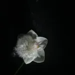 Image 16 - Spring