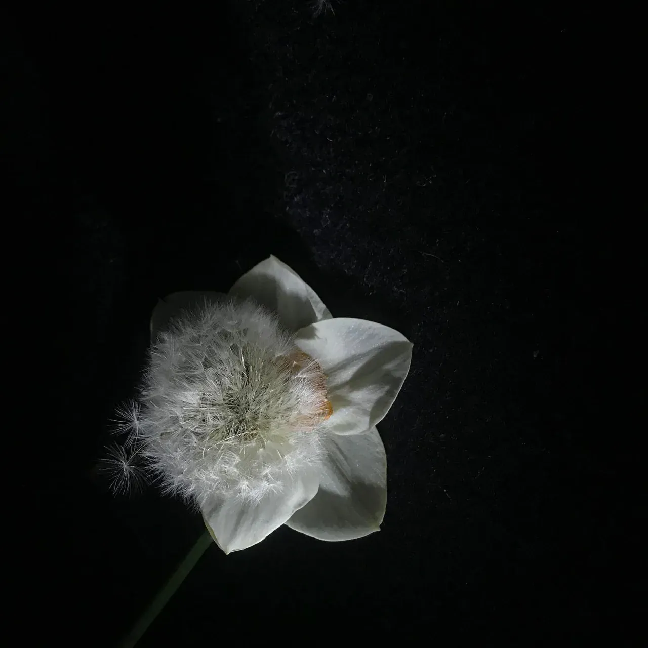 Image 16 - Spring