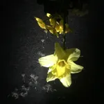 Image 17 - Spring