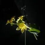 Image 2 - Spring