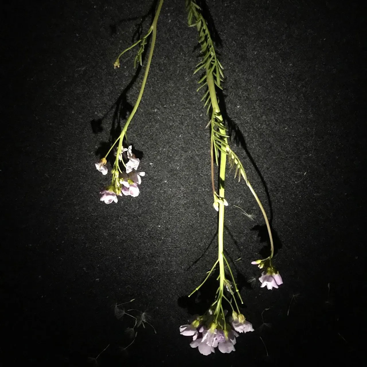 Image 21 - Spring
