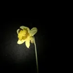 Image 22 - Spring