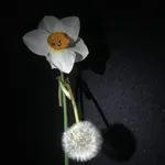 Image 23 - Spring