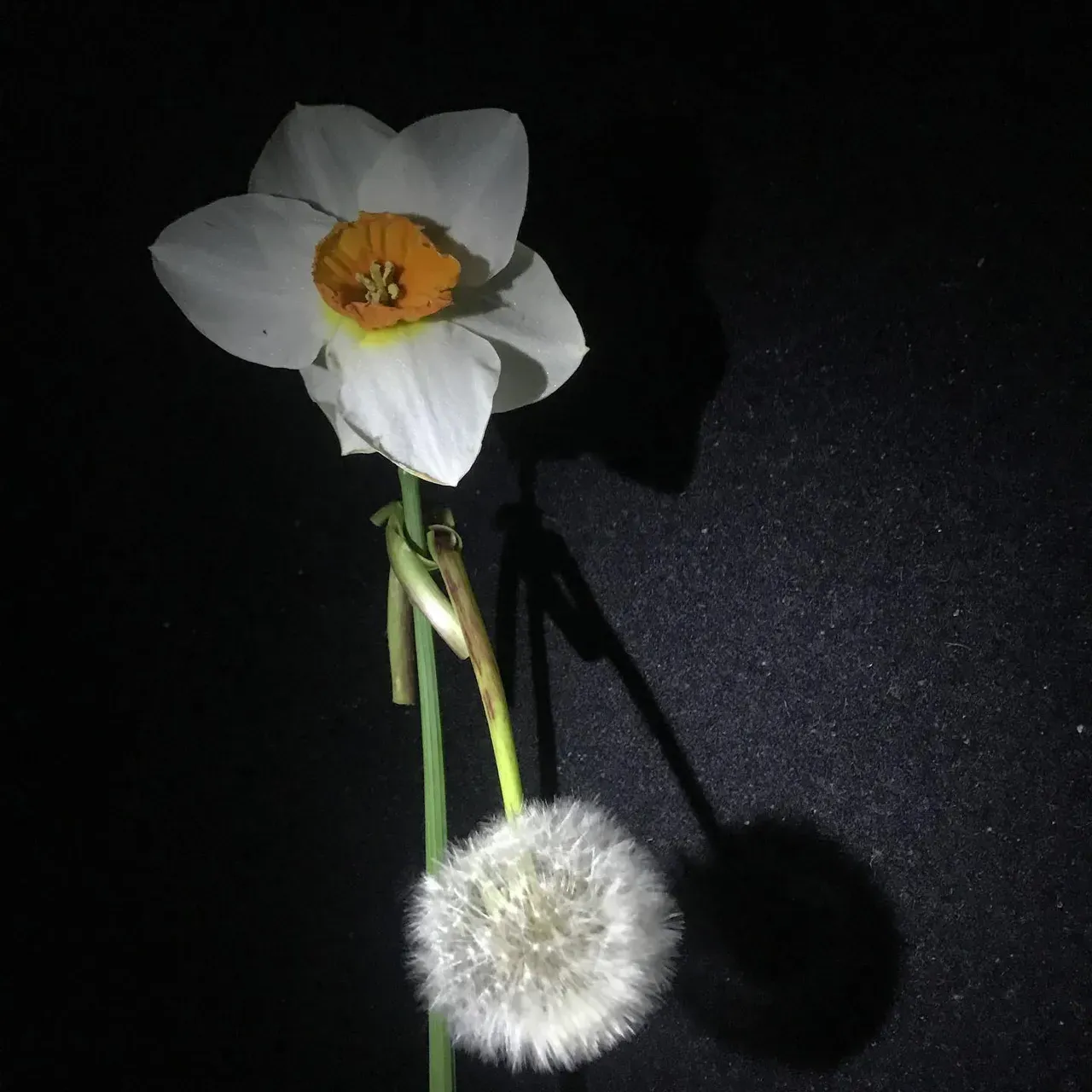 Image 23 - Spring
