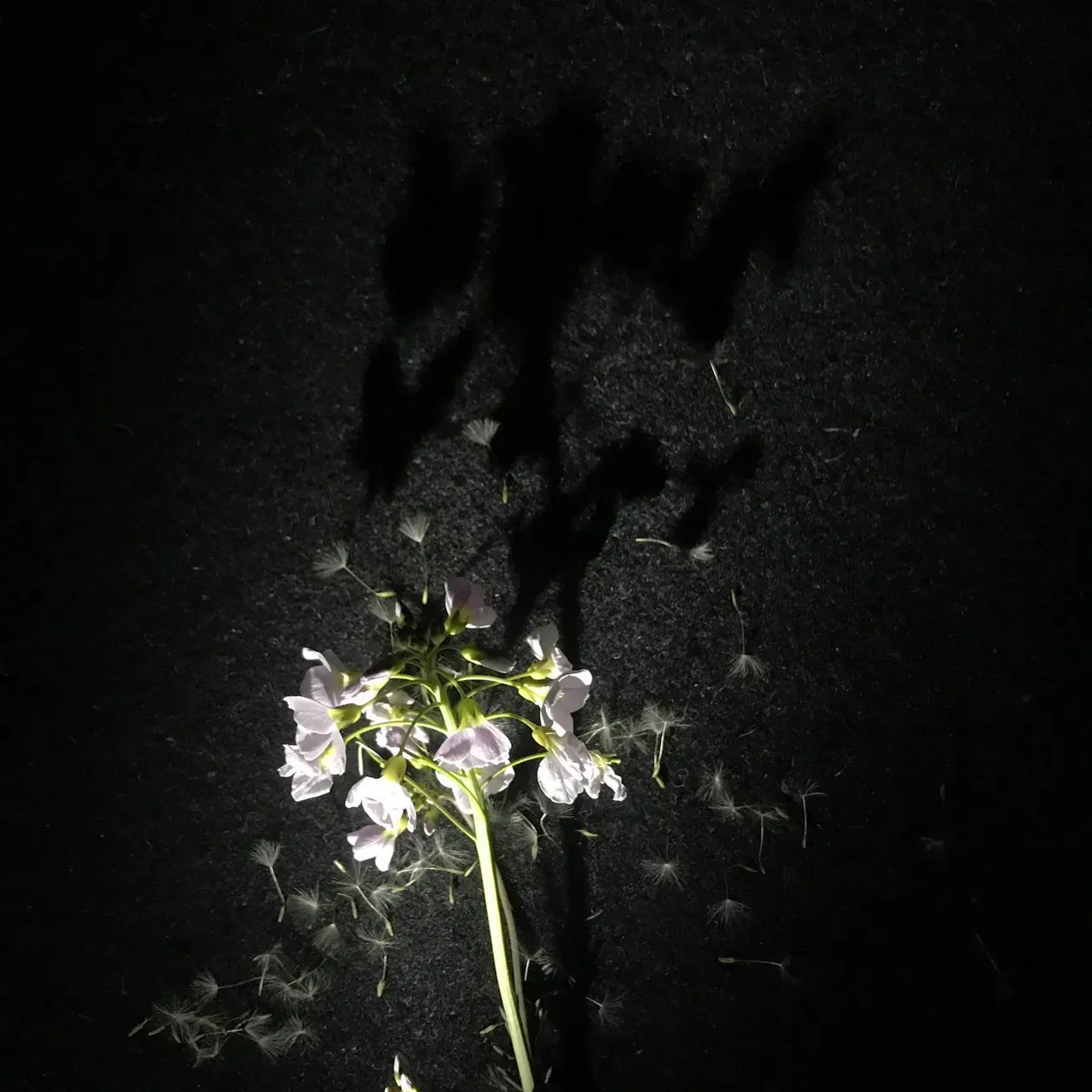 Image 24 - Spring