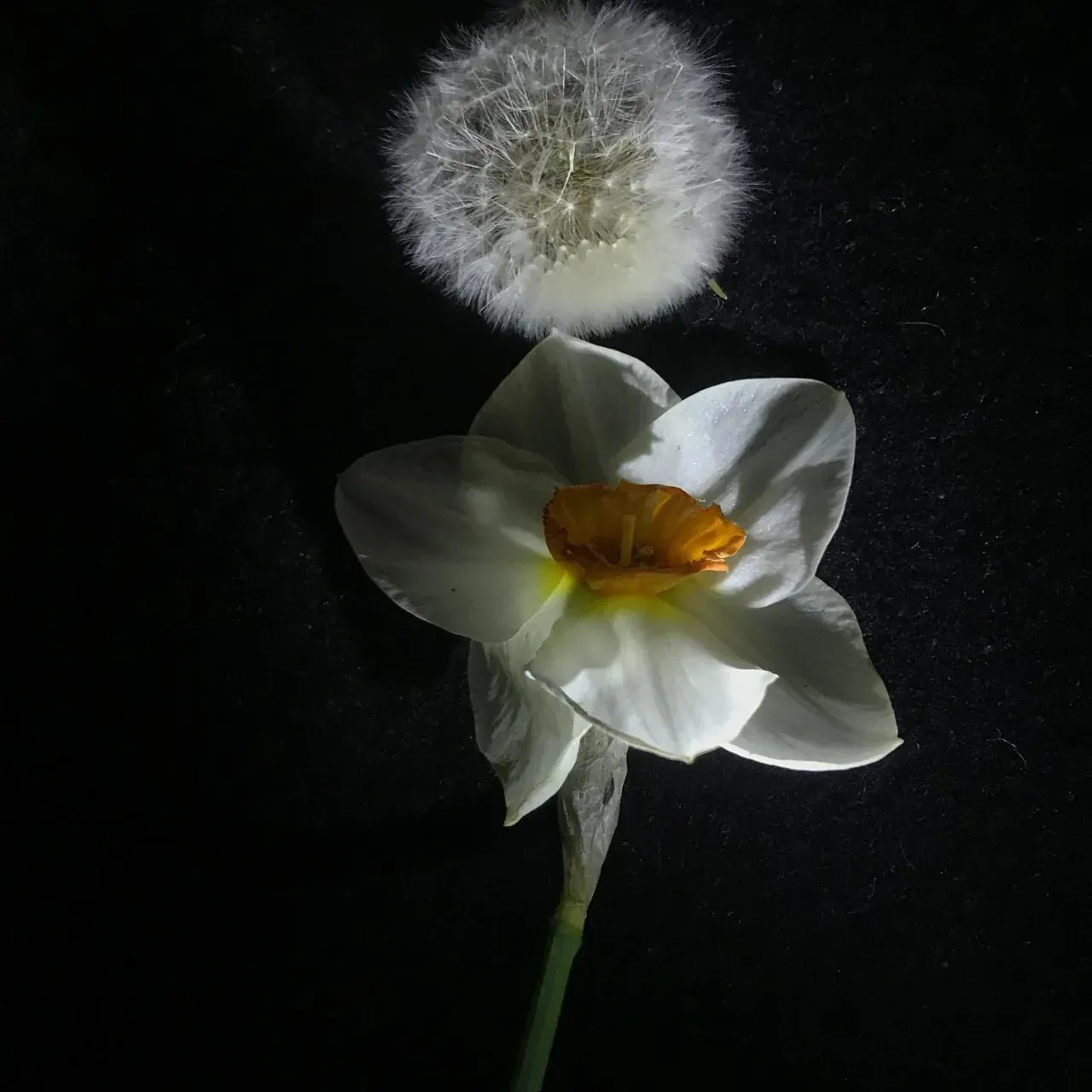 Image 25 - Spring
