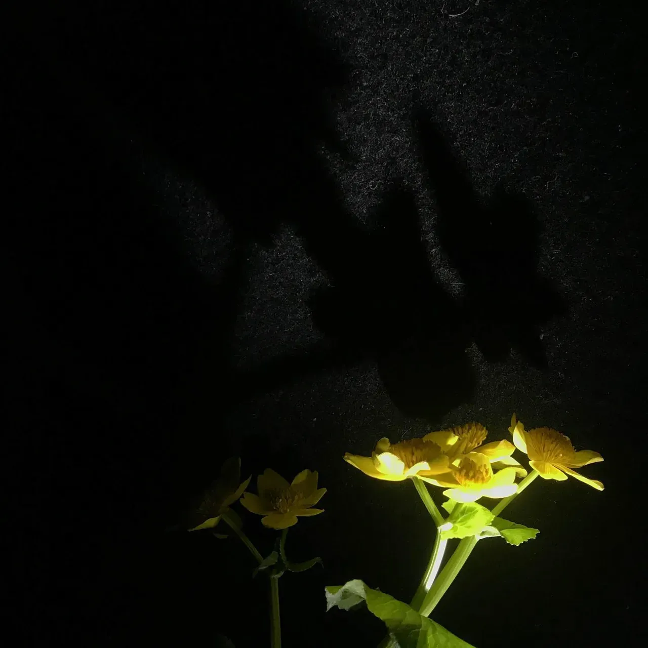 Image 29 - Spring