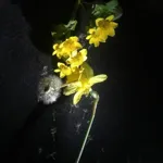 Image 4 - Spring