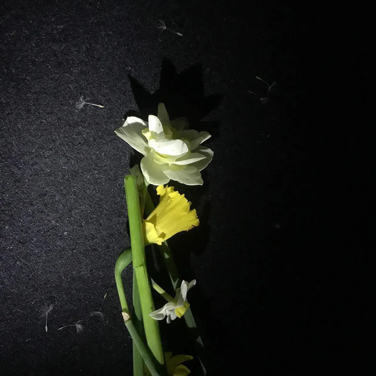 Image 5 - Spring