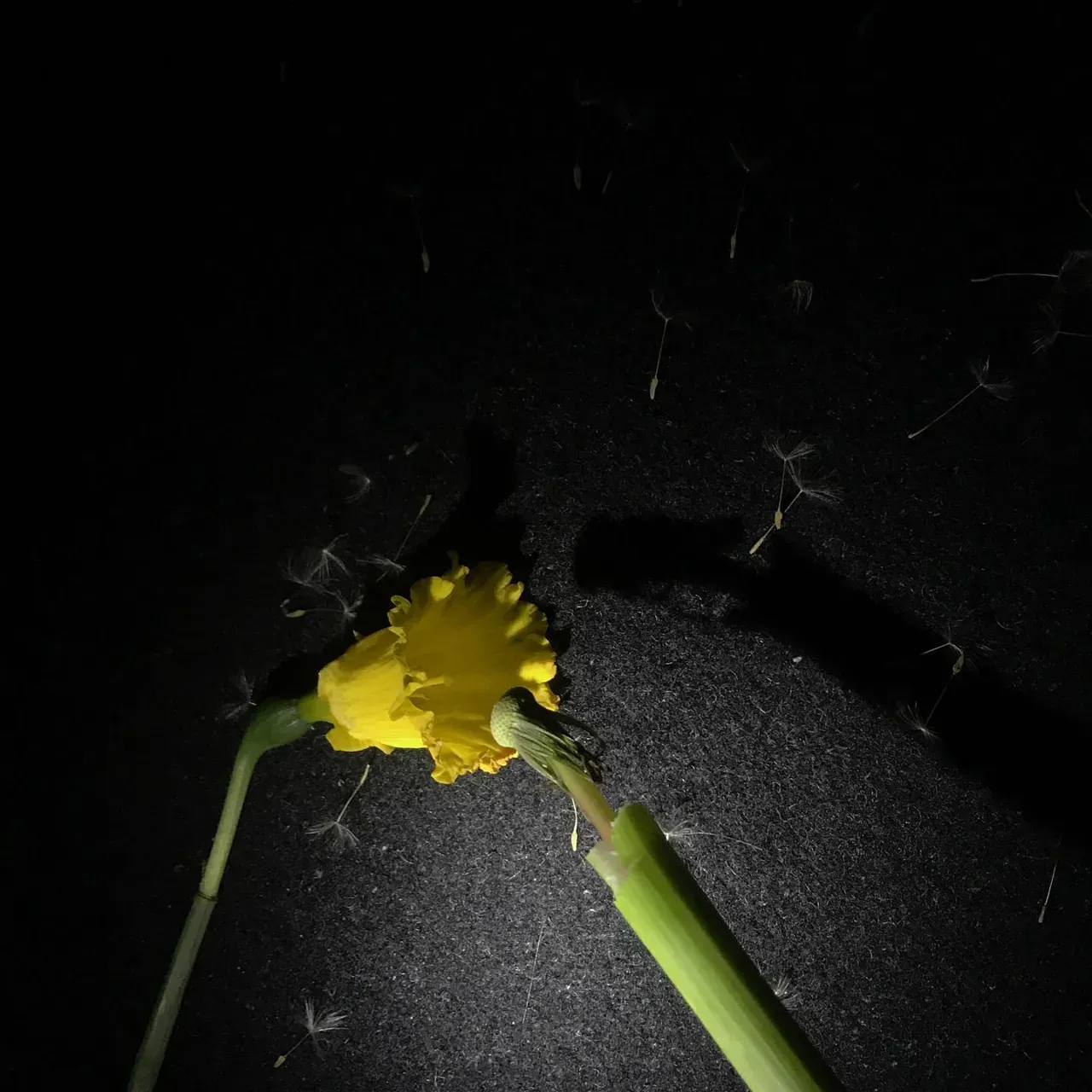Image 7 - Spring