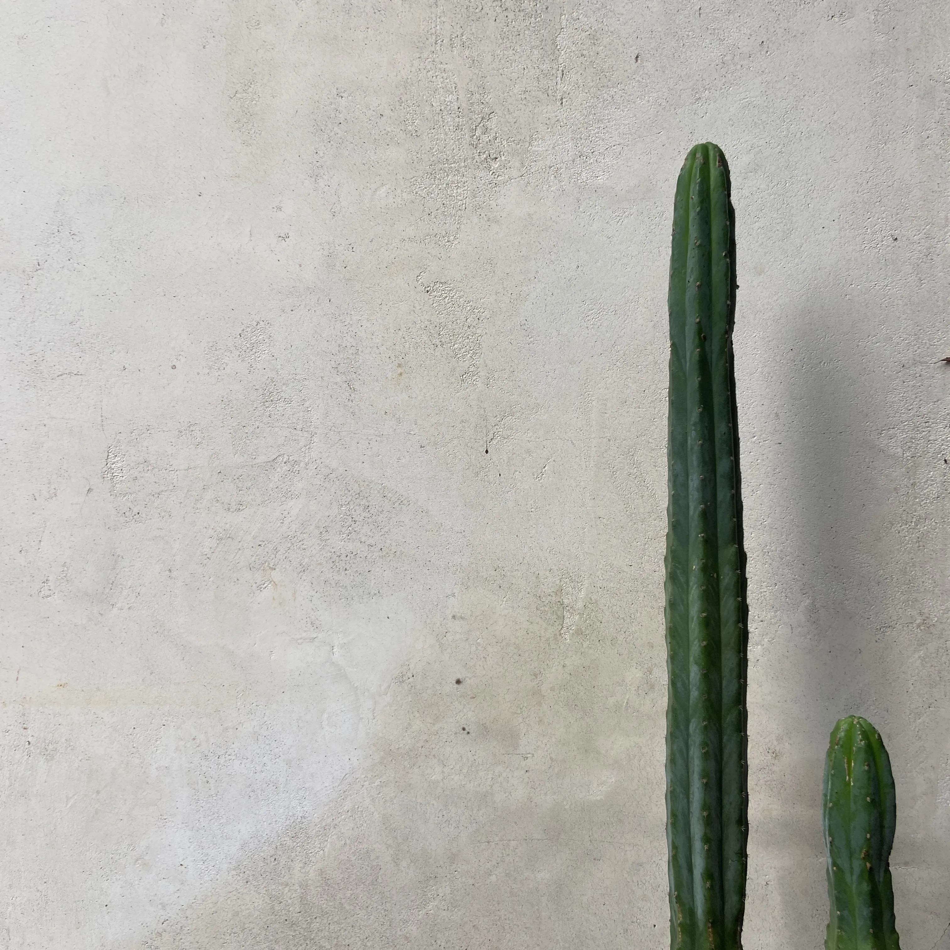 Garden in Topanga: 15