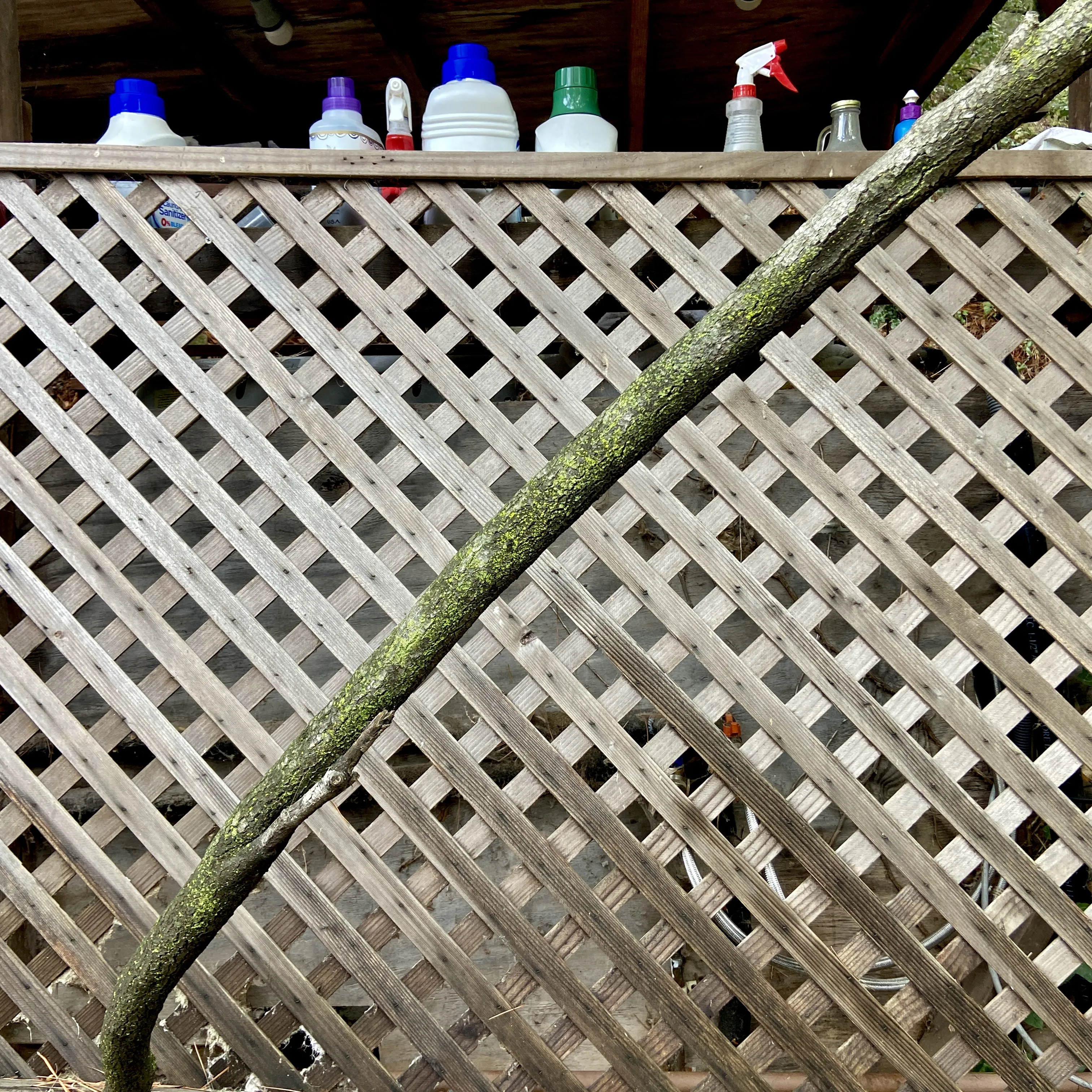 Garden in Topanga: 19