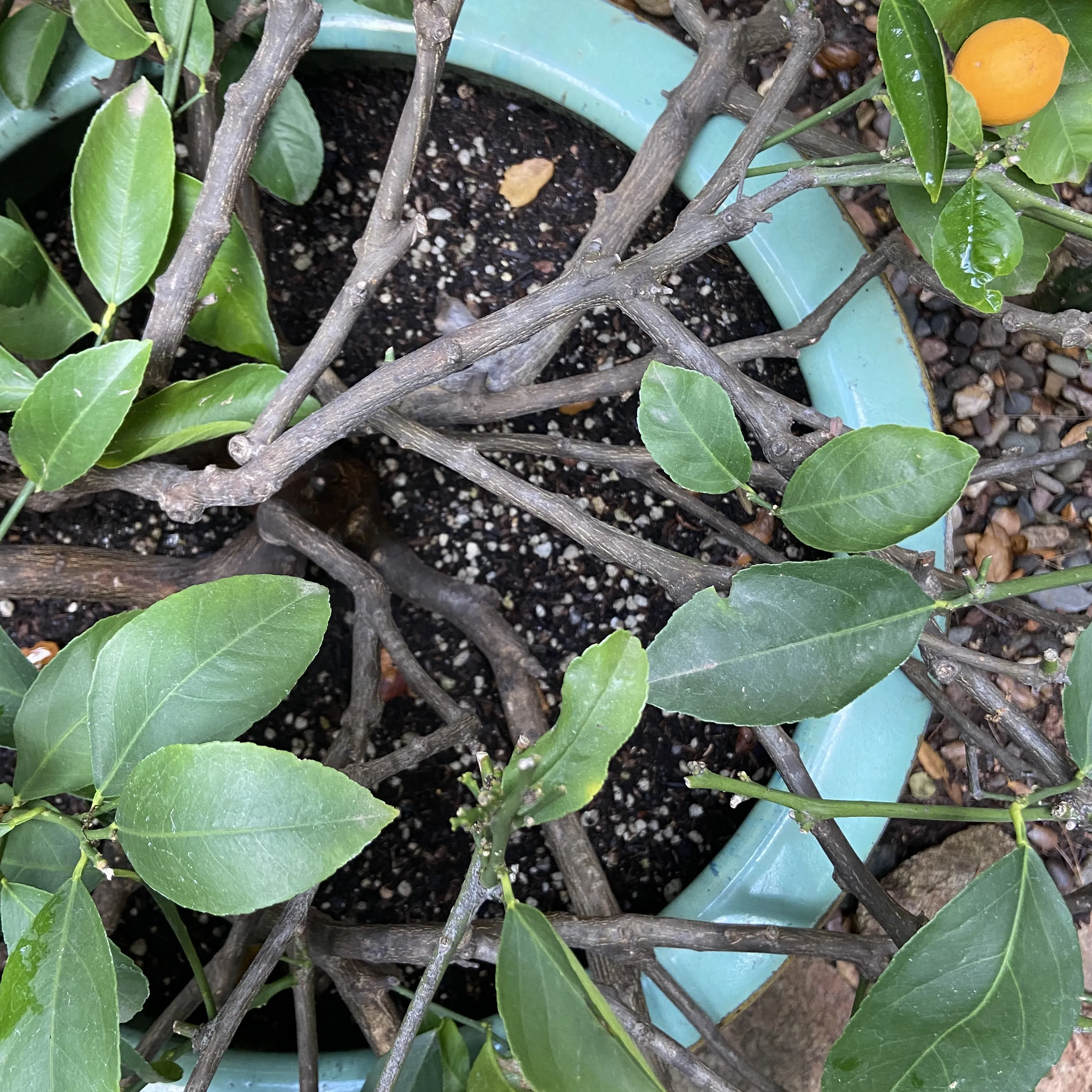 Garden in Topanga: 27