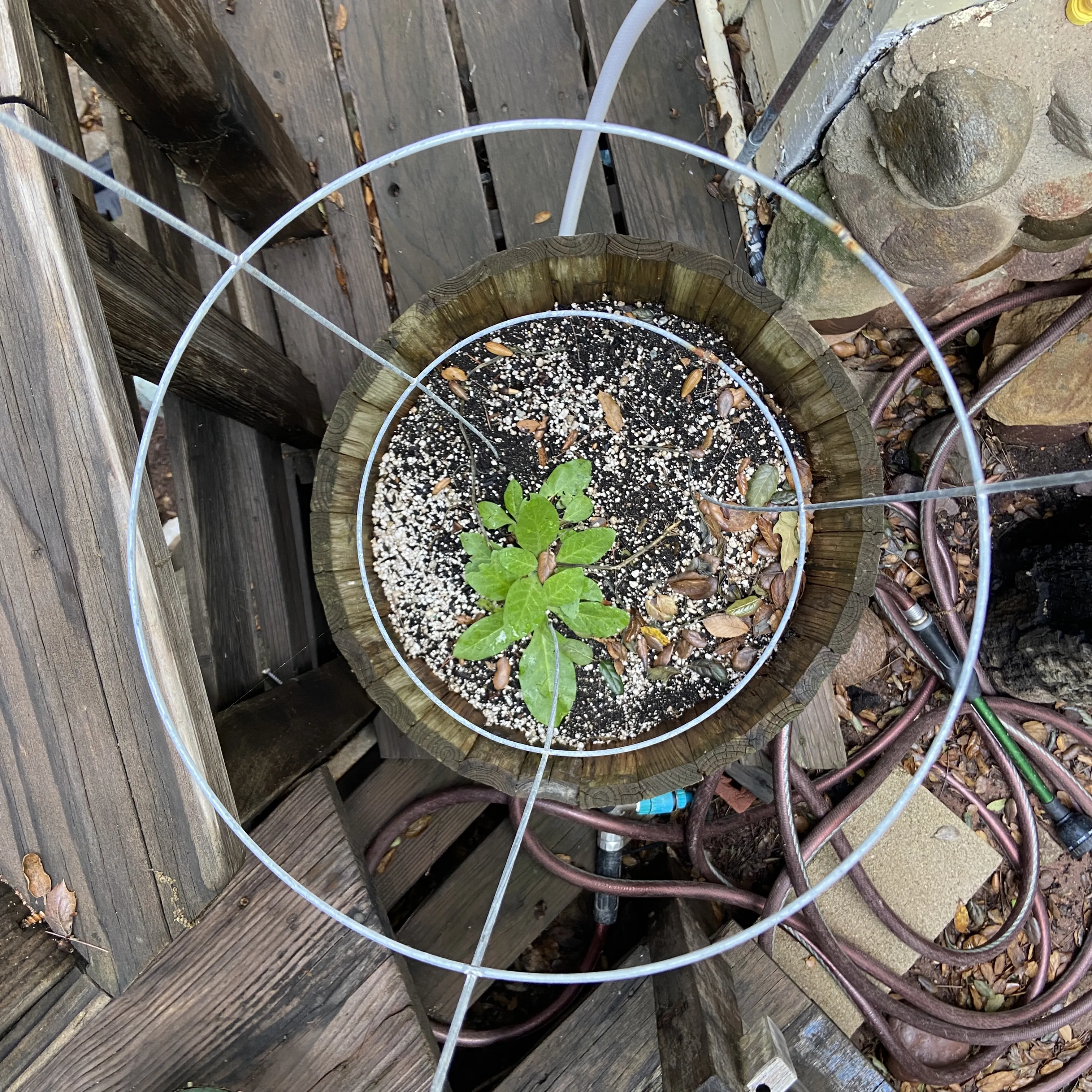 Garden in Topanga: 28