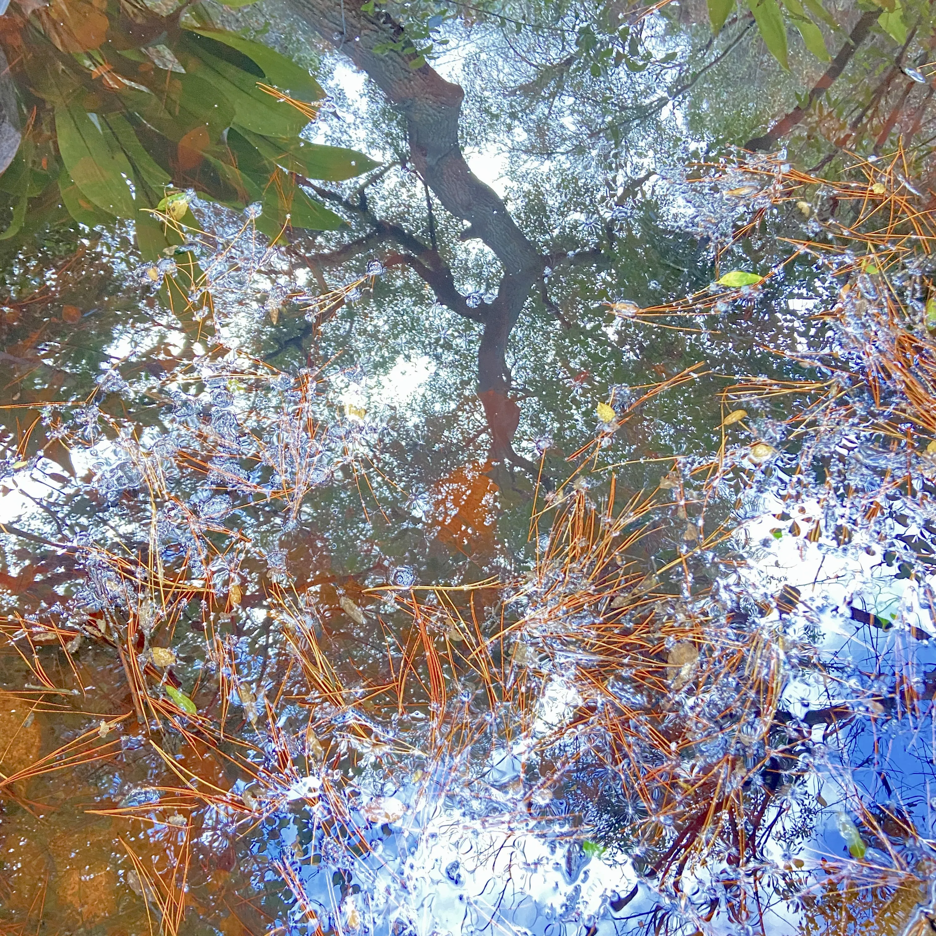Garden in Topanga: 4