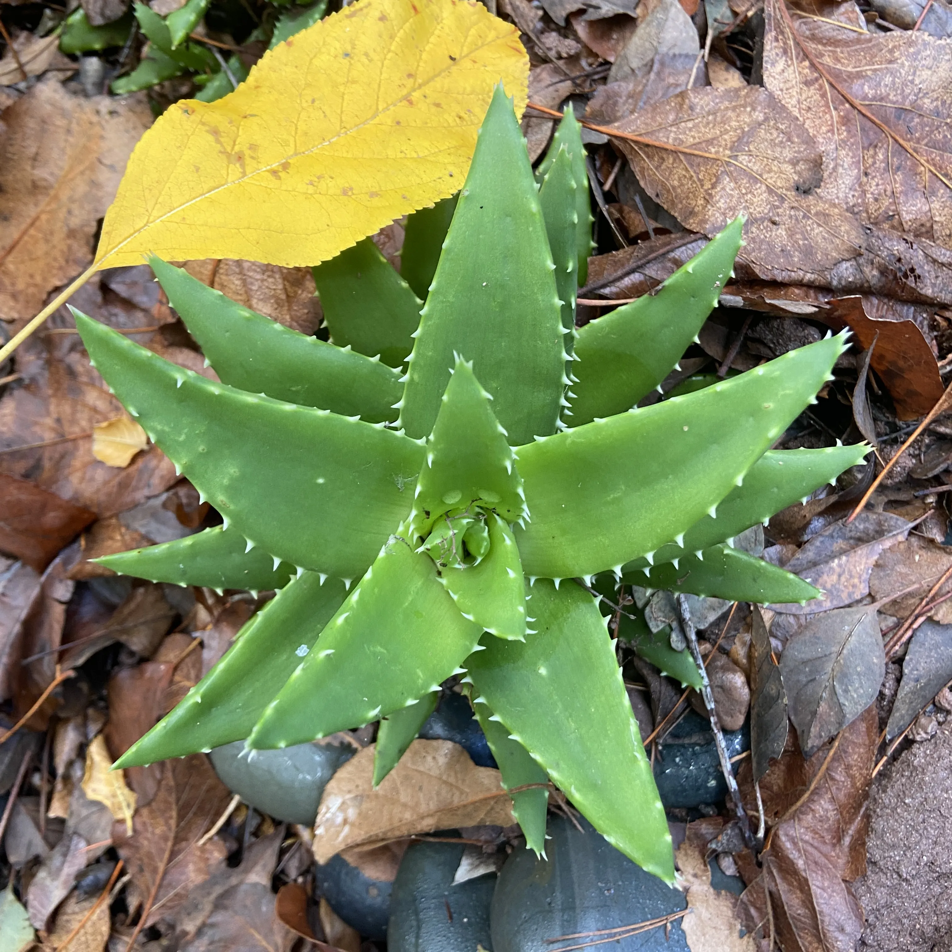 Garden in Topanga: 6